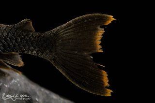 Peckoltia sp. (L076)