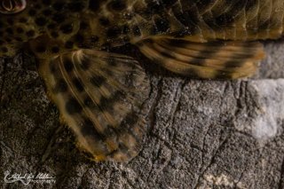 Peckoltia sp. (L205)