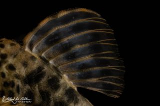 Peckoltia sp. (L205)