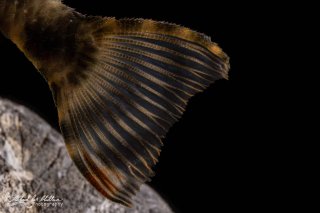 Peckoltia sp. (L205)