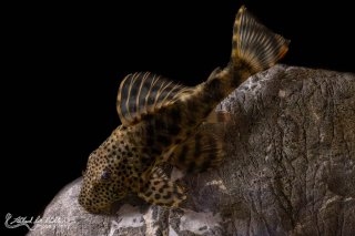 Peckoltia sp. (L205)
