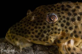 Peckoltia sp. (L205)