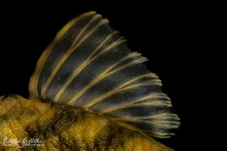 Peckoltia sp. (L209)