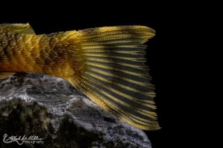 Peckoltia sp. (L209)