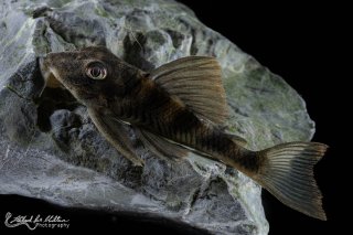 Peckoltia sp. (L265)