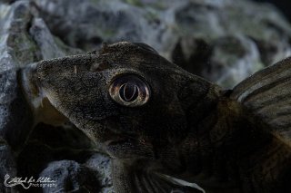 Peckoltia sp. (L265)