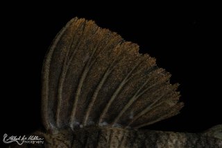 Peckoltia sp. (L265)