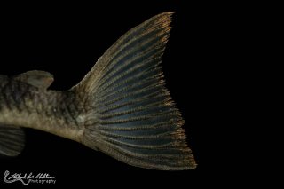 Peckoltia sp. (L265)