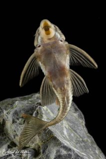 Peckoltia sp. (L265)