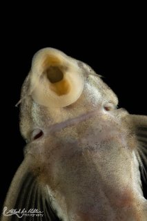 Peckoltia sp. (L265)