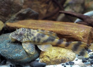 Peckoltia sp. (L387)
