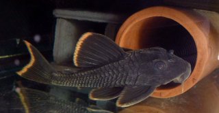 Peckoltia sp. (L076)