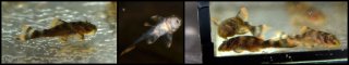 Peckoltia sp. (L076)