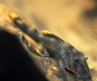 Peckoltia sp. (L076)