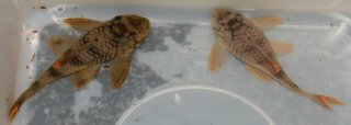Peckoltia sp. (L076)