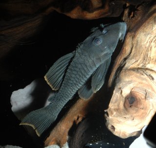 Peckoltia sp. (L076)
