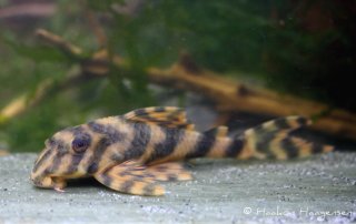 Peckoltia wernekei