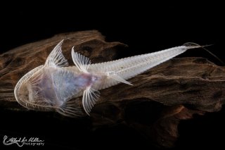 Planiloricaria cryptodon