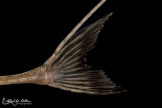 Planiloricaria cryptodon
