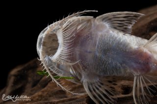 Planiloricaria cryptodon
