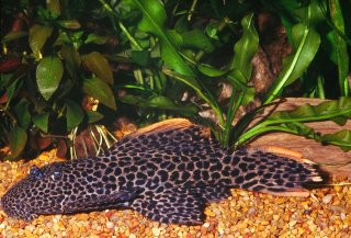 Pseudacanthicus cf. leopardus