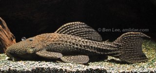 Pseudacanthicus nyktos