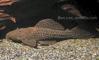 Pseudacanthicus nyktos