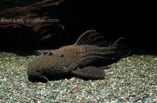 Pseudacanthicus nyktos