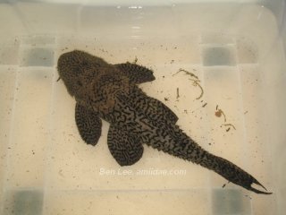 Pseudacanthicus nyktos