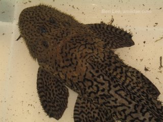 Pseudacanthicus nyktos
