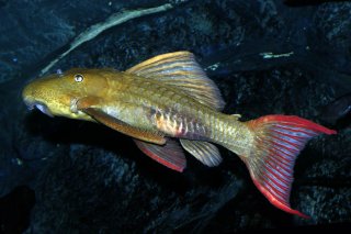 Pseudacanthicus pitanga