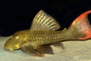 Pseudacanthicus pitanga