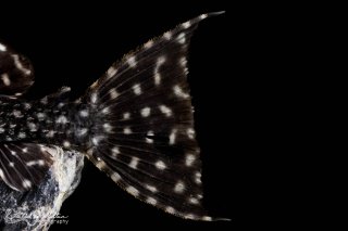 Pseudacanthicus sp. (L097)