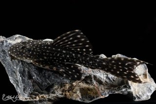 Pseudacanthicus sp. (L097)