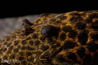 Pseudacanthicus sp. (L273)