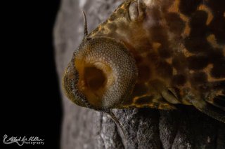 Pseudacanthicus sp. (L273)