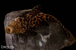 Pseudacanthicus sp. (L273)