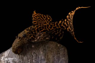 Pseudacanthicus sp. (L273)