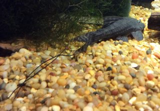Pseudacanthicus sp. (L406)
