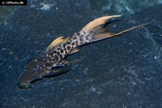 Pseudacanthicus sp. (L273)