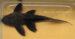 Pseudacanthicus sp. (L320)