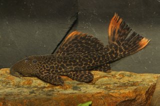 Pseudacanthicus sp. (L427)