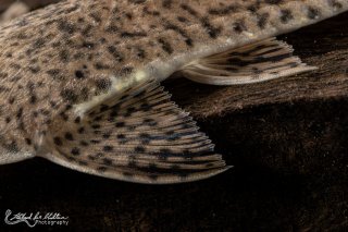 Pseudohemiodon laticeps