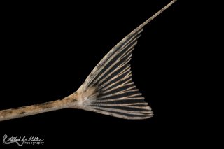 Pseudohemiodon laticeps