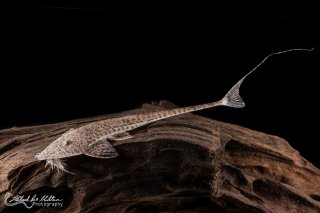 Pseudohemiodon laticeps