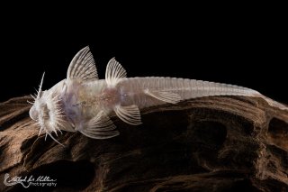 Pseudohemiodon laticeps