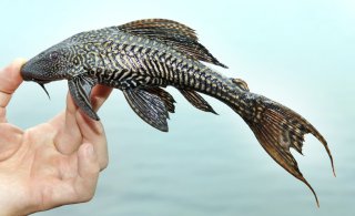 Pterygoplichthys disjunctivus