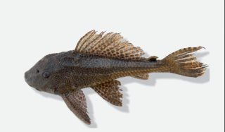 Pterygoplichthys etentaculatus