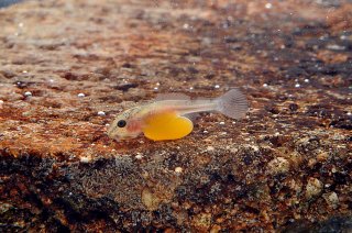 Pterygoplichthys pardalis