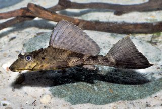 Pterygoplichthys scrophus